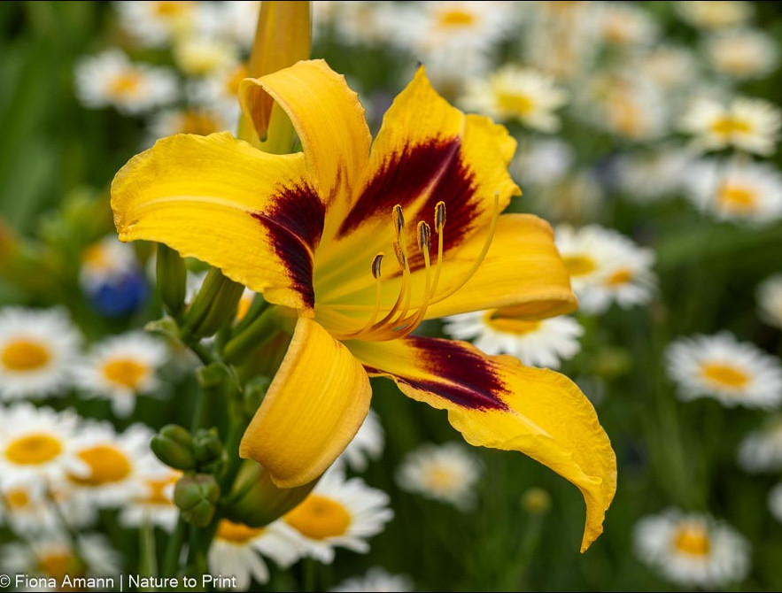 Gelbe Taglilie, im Hintergrund Saat-Wucherblumen und Einjähriger Rittersporn Gelbe Taglilie Bonanza, im Hintergrund Wucherblumen