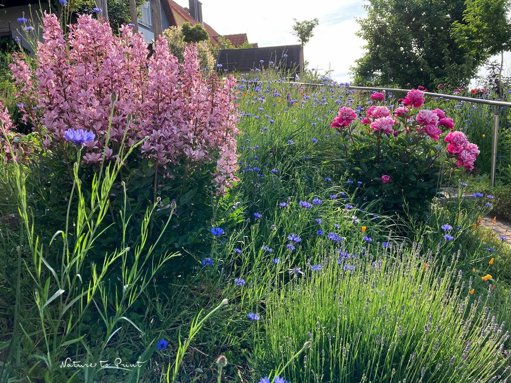 Diptam "Der Brennende Busch" und Pfingstrose im Vorgarten Diptam "Der Brennende Busch" und Pfingstrose im Vorgarten