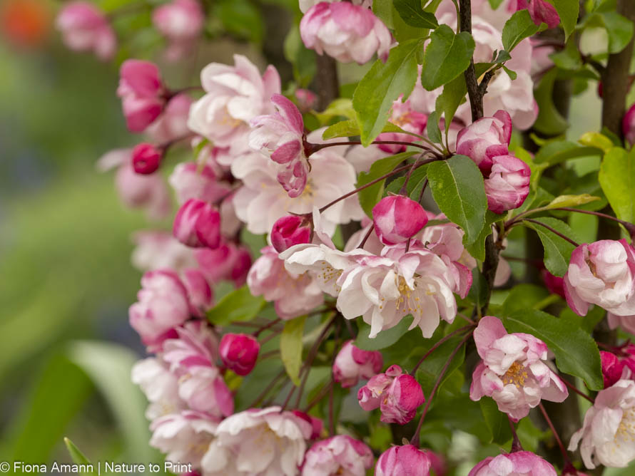 Säulenzierapfel Malus 'Van Eseltine' pinke Knospen, rosa Blüten Säulenzierapfel Malus 'Van Eseltine' pinke Knospen, rosa Blüten