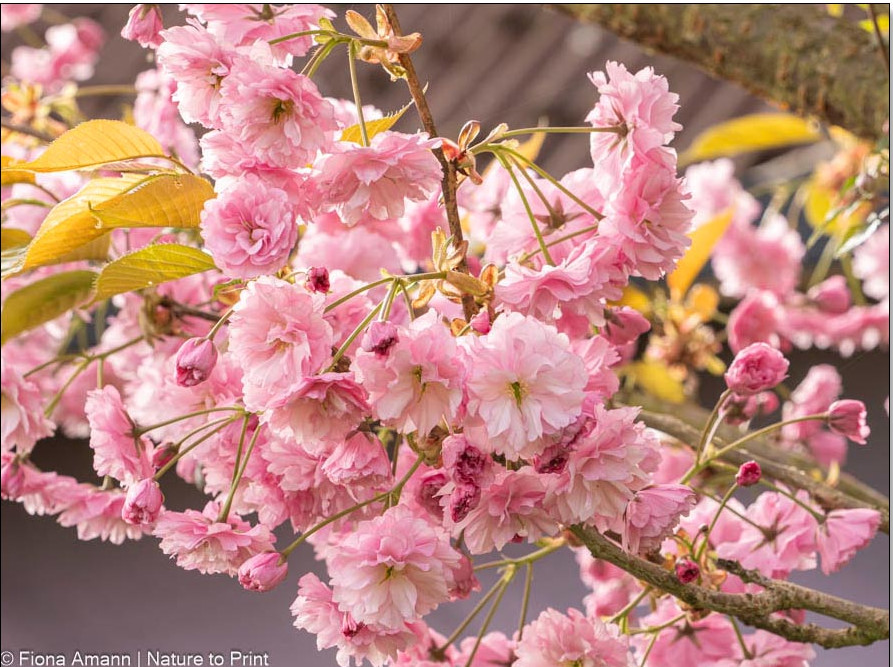 Zierkirsche Kanzan, blüht erst im Mai Zierkirsche Prunus Kanzan ist ein früher Sommerblüher