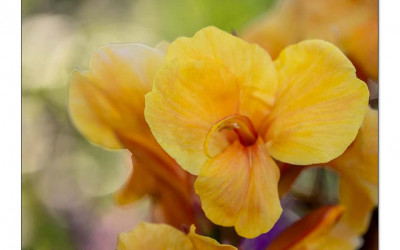 Canna indica, Indisches Blumenrohr setzt spektakuläre, tropische Akzente