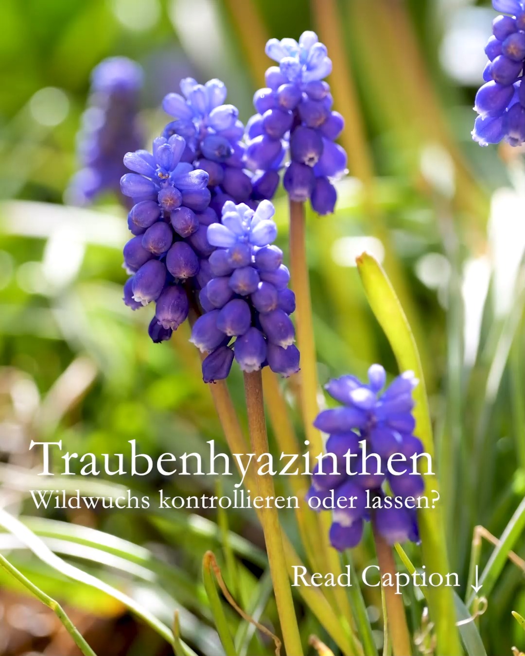 Traubenhyazinthen. Kontrollieren oder einfach lassen?
Armenische Traubenhyazinthen verwildern gerne und nehmen dabei keinerlei Rücksicht auf ihre Nachbarn. Sie vermehren sich ungehemmt über Samen und Tochterzwiebeln. Wer sie bei ihrem Verbreitungsdrang bremsen will, darf nicht zimperlich sein.
+ Graben Sie direkt nach der Blüte ALLE Muscari aus dem Boden. Zumindest so viele wie Sie schaffen.
+ Entsorgen Sie Brutzwiebeln, aber bitte NICHT auf dem Kompost. Von dort aus würden sich die Geophyten (Zwiebelgewächse) noch schneller im Garten verteilen. Sie wollen das nicht!
+ Lagern Sie nur die dicksten Zwiebeln den Sommer über dunkel, luftig und warm
+ Setzen Sie die Zwiebeln erst im Spätherbst oder Winter. Je später, desto besser.
+ Düngen Sie NICHT. Dünger fördert den Blattwuchs, nicht die Blüten.
+ Im Beet verbliebene Muscari treiben bereits im August wieder aus. Schneiden Sie die Blätter möglichst noch im Spätherbst ab. Sie sehen bis zum Frühling ohnehin nicht mehr schön aus und verdecken später sogar die Blüten.
Zugegeben: Das Ausgraben der Pflanzen ist mühsamer als das Stecken der Zwiebeln. Es bleiben trotzdem immer genügend Tochterzwiebeln im Boden zurück und sorgen im nächsten Jahr erneut für ein blaues Band, so wie einst Mörike in „Frühling lässt sein blaues Band“ geschrieben hat.
Das ist ja auch schön … doch Traubenhyazinthen sind echte Invasoren und werden schnell zur Pest. Das gilt nicht alle Sorten, wohl aber Muscari armeniacum. Ausgerechnet diese werden überall im Herbst verkauft. Im Discounter, Baumarkt, Supermarkt und anders wo: 10 Stück für 99 Cent. Seien Sie eindringlich gewarnt.
Welche Muscari werden nicht lästig?
• Muscari latifolium, die Breitblättrige Traubenhyazinthe verwildert gerne, aber ohne dabei lästig zu werden.
• Muscari botryoides ‚Album‘ oder ‚Superstar‘ sind zierlicher und ihr Laub erscheint auch erst im Frühling.
Erfahren Sie mehr über Traubenhyazinthen und wie man sie wieder loswird im Gartenblog. Dabei auch schöne Pflanzpartner, Standort, Kübelkultur etc. pp.
https://www.wo-blumenbilder-wachsen.de/wuchernde-traubenhyazinthen/

#Muscari #Traubenhyazinthen #Frühling #Frühblüher #Frühlingsblumen #Blaue Blumen #Zwiebelblumen
