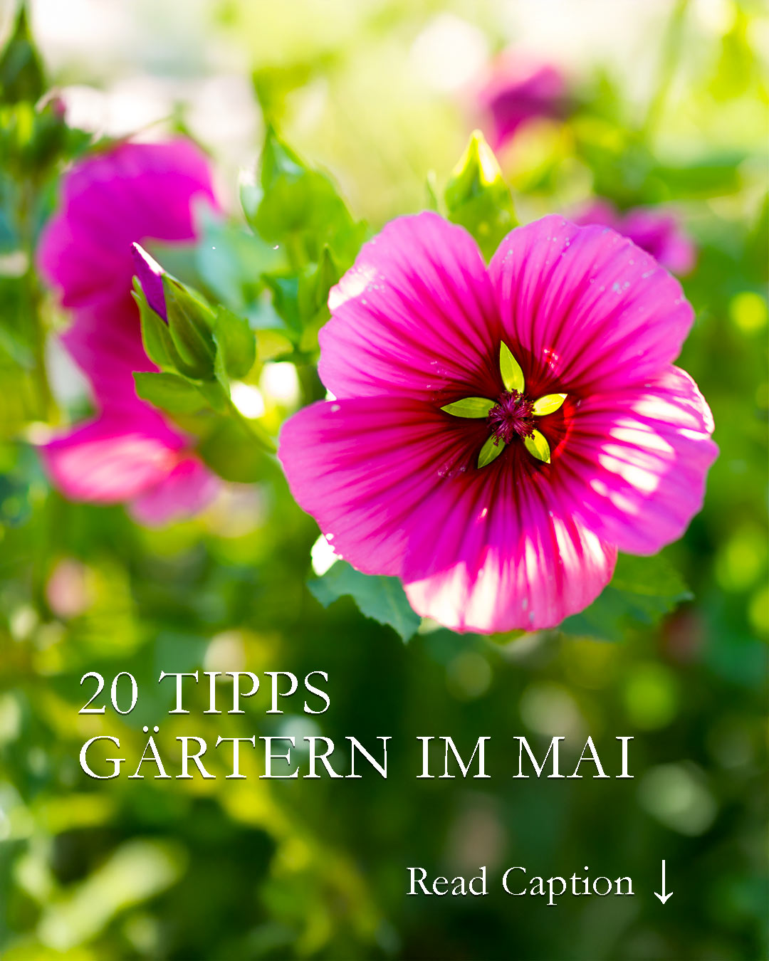 20 Tipps fürs Gärtnern im Mai
Vorausschauende Gärtnerinnen haben im Mai viel zu tun:
+ Gladiolen setzen
+ Vor Regentagen noch einmal Stauden pflanzen
+ Sommerblumen direkt an Ort und Stelle säen
+ Nach den Eisheiligen dürfen Kübelpflanzen, Dahlien, Balkon- und Sommerblumen, endlich raus.
+ Chelsea-Schnitt und Stauden durch Stecklinge vermehren
+ Schnecken und Dickmaulrüssler nachhaltig bekämpfen
20 Tipps fürs Gärtnern im Mai:
https://www.wo-blumenbilder-wachsen.de/gaertnern-im-mai-blumengarten/
Kurz: https://www.insbeet.de/maigarten
#garten #mai #gartengestaltung #pflanzen #gartentipps #gartenwissen #gartenarbeit #gartentipps #gartenfragen #blumen #gartenjahr #pflanzenwissen #blumengarten #omsystemde