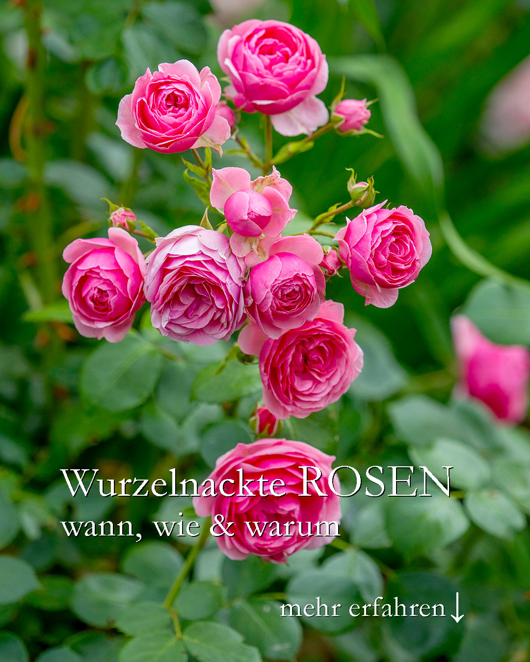 Warum wurzelnackte Rosen pflanzen?

Wurzelnackte Rosen kommen erst spät im Herbst, aber sie bieten dennoch Vorteile für Rosenliebhaber:

+ Mehr Auswahl
+ Preiswerter als Containerrosen
+ Wurzeln schneller
+ Weniger gießen in der Anwuchsphase
+ Haben dadurch einen deutlichen Zeitvorsprung gegenüber Containerrosen.

Wer Rosen liebt, bereitet die geplante Pflanzstelle vor und beschäftigt sich bis zur Lieferung seiner wurzelnackten Rose(n) mit Stauden oder setzt Blumenzwiebeln. Im Garten gibt es schließlich immer was zu tun.

https://www.wo-blumenbilder-wachsen.de/wurzelnackte-rosen-pflanzen/

Kurzlink: http://www.insbeet.de/wurzelnackte_rosen

#rosen #pflanzen #rosengarten #wurzelnackt #garten #gartenwissen #gartentipps #gartengestaltung #blumen #lebenmitblumen #gartenliebe #davidaustinroses #austin #kordes #gartenrosen #alterosen #meinschönergarten #pflanzzeit #pflanzenfreude #rose #rosenliebe #romantisch #lebenmitblumen #herbst #omsystemde