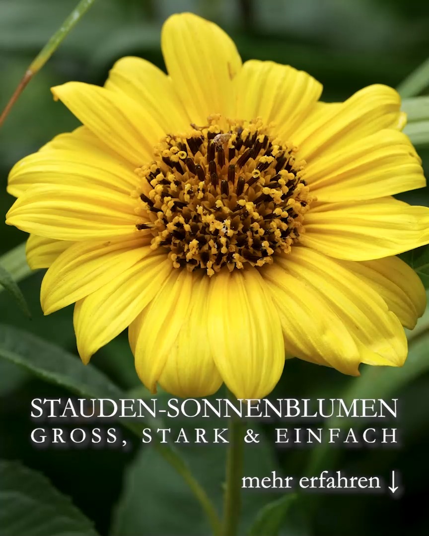 Staudensonnenblume Helianthus, gut für die Seele, Bienen & Vögel 
Staudensonnenblumen sind Bienen- und Schmetterlingsmagnete und blühen, je nach Sorte, ab August wochenlang. Nur der erste Frost setzt der langen Blütezeit ein Ende. Und danach freuen sich Vögel noch lange über zurück gebliebene, reife Samenstände.
Standort:
+ Sonne bis Halbschatten
+ Guter nahrhafter Gartenboden, gerne auch Lehmboden
Pflege:
+ Düngen im März und Mitte Juni mit guten Staudendünger, Hornspänen oder Kompost.
+ Chelsea-Schnitt Mitte Mai
+ Gießen bei Trockenheit
+ Zeitnahes Ausputzen verlängert die Blütezeit
Vermehren:
+ Teilen des Wurzelstocks, am besten im Frühling
+ Die Stauden säen sich auch gerne selber aus.
Es gibt unterschiedliche Helianthus. Große, sehr große und eher klein bleibende Sorten. Dazu welche mit gefüllten und andere mit ungefüllten Blüten. Wer Bienen liebt, wählt besser ungefüllte Staudensonnenblumen.
+++ Pflanzen Sie eine Sorte zu nehmen, die resistent gegen Mehltau ist. 
Im Blog:
Staudensonnenblumen, leuchtende Sterne im Spätsommergarten
https://www.wo-blumenbilder-wachsen.de/staudensonnenblumen-helianthus/
Kurz: http://www.insbeet.de/Staudensonnenblume
Weitere GARTENTIPPS: @MyNaturetoprint folgen und diesen Post speichern. Vielen Dank.
#sonnenblume #helianthus #sommerblumen #blumen #garten #gartengestaltung #pflanzen #gartenblog #bloom #lebenmitblumen #gartentipps #gartenwissen #pflanzenliebe #staudengarten #stauden #staudengarten #insektenweide #lebenmitblumen #gelb #bienenpflanze #insektenweide #lumixphotography