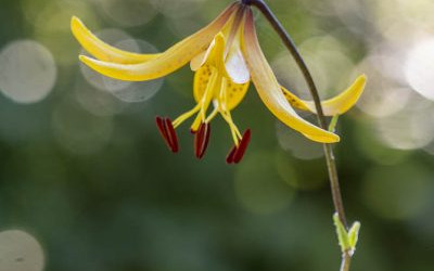 Sommerspiele! Meine 35 schönsten Sommerblüher