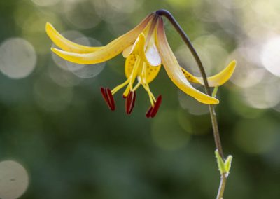 Schöne Sommerblüher Lilien, Sommerblumen und mehr