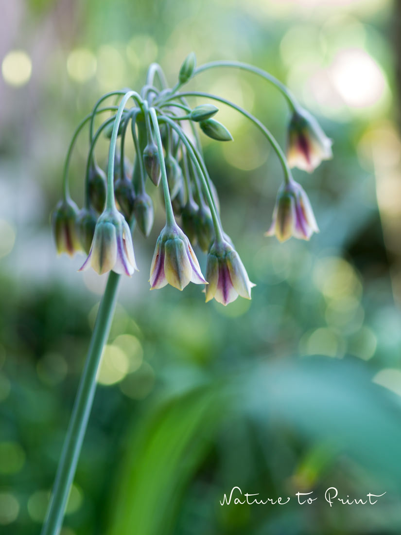 Bulgarischer Lauch, Honiglauch, Sizilianischer Honiglauch Bulgarischer Lauch, Honiglauch, Sizilianischer Honiglauch