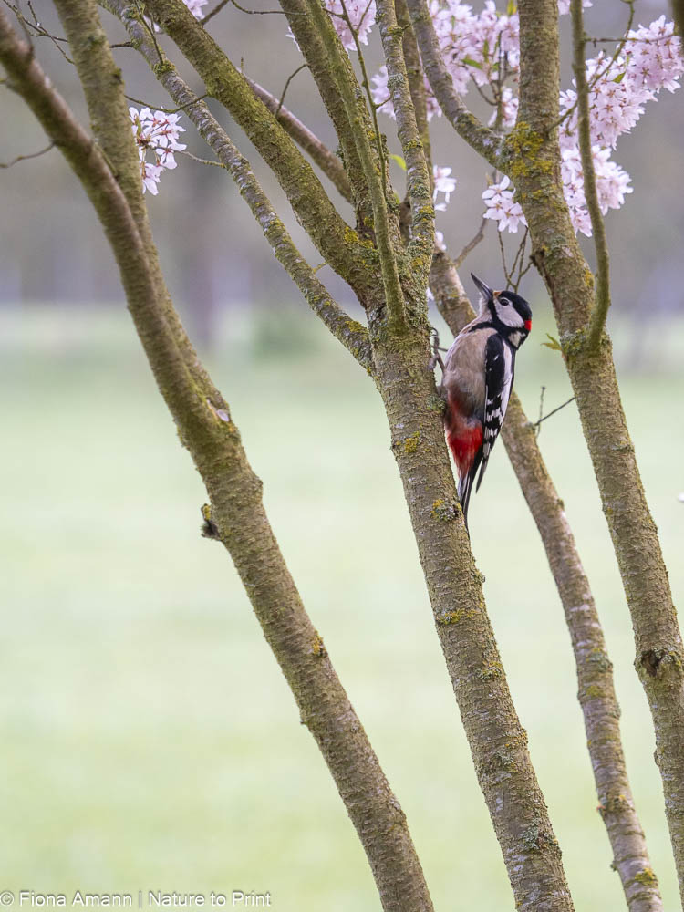 Buntspecht im vogelfreundlichen Garten