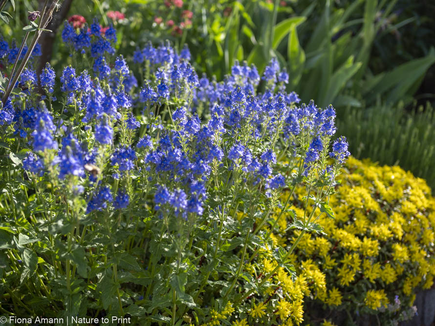 Ehrenpreis vor Goldsedum Ehrenpreis vor Goldsedum