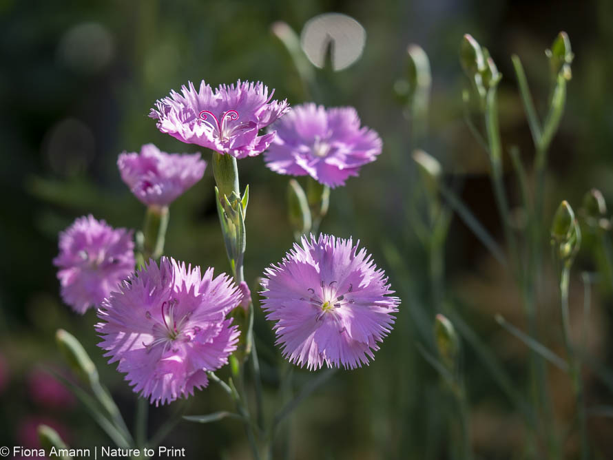 Federnelken, Dianthus, dankbare Stauden für sonnige Standorte 