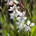 Dauerblüher Gaura Lindheimeri, Prachtkerze, Präriekerze