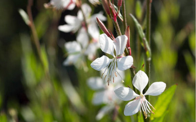 40 pflegeleichte Dauerblüher für Beet und Balkon