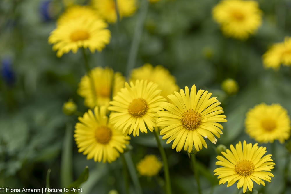 Gemswurz, Frühlings-Margerite, Staude mit fröhlichen, gelben Blüten