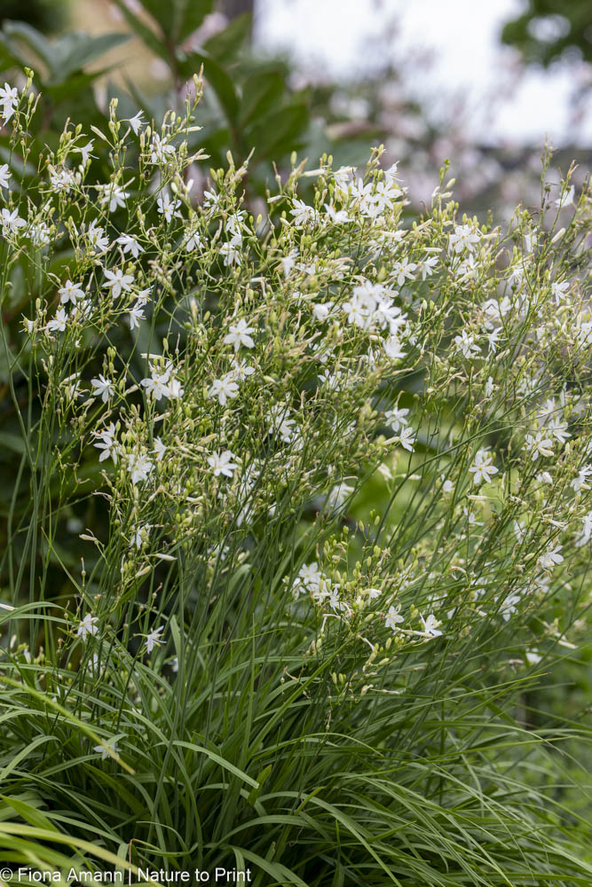 Graslilie, filigrane Wildstaude für die Sonne