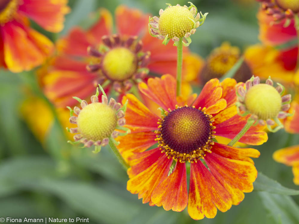 Helenium, Sonnenbraut, Prachtstaude
