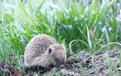 Schnecken abwehren, sicher, ohne zu schaden, aber nachhaltig.