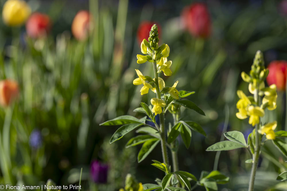 Indigolupine, Baptisia australis Indigolupine, Baptisia australis