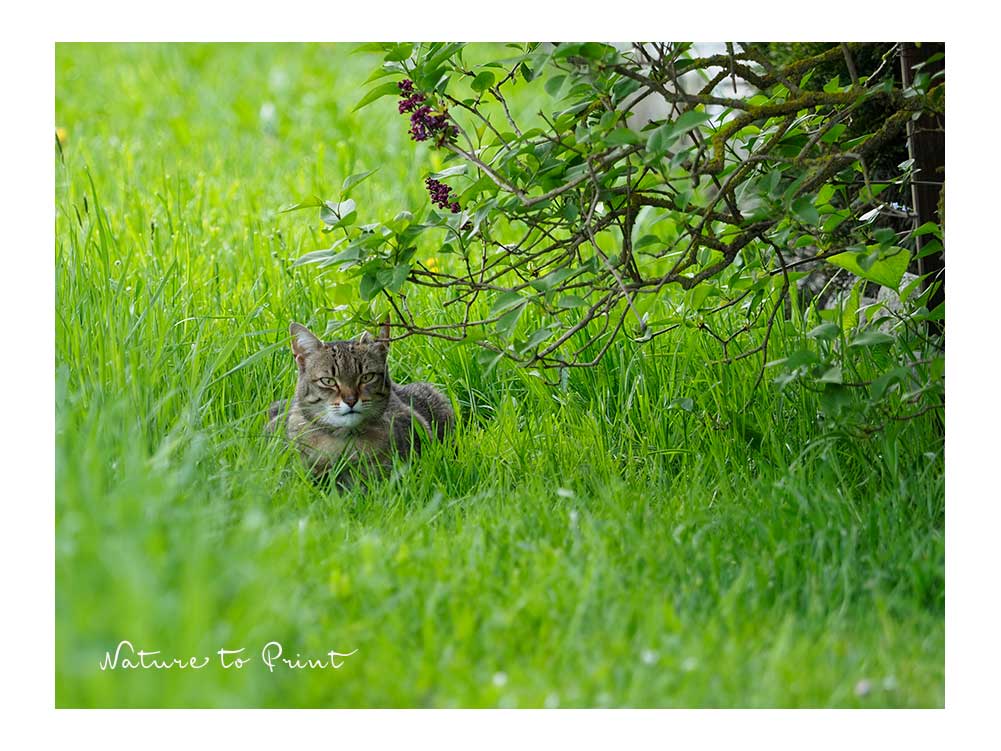 Nachbars Katze lauert in der Wiese, zum Leidwesen der Vögel