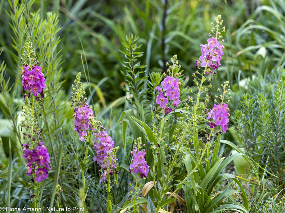 Purpur-Königskerze, klimastarke Staude für die Sonne Purpur-Königskerze, klimastarke Staude für die Sonne