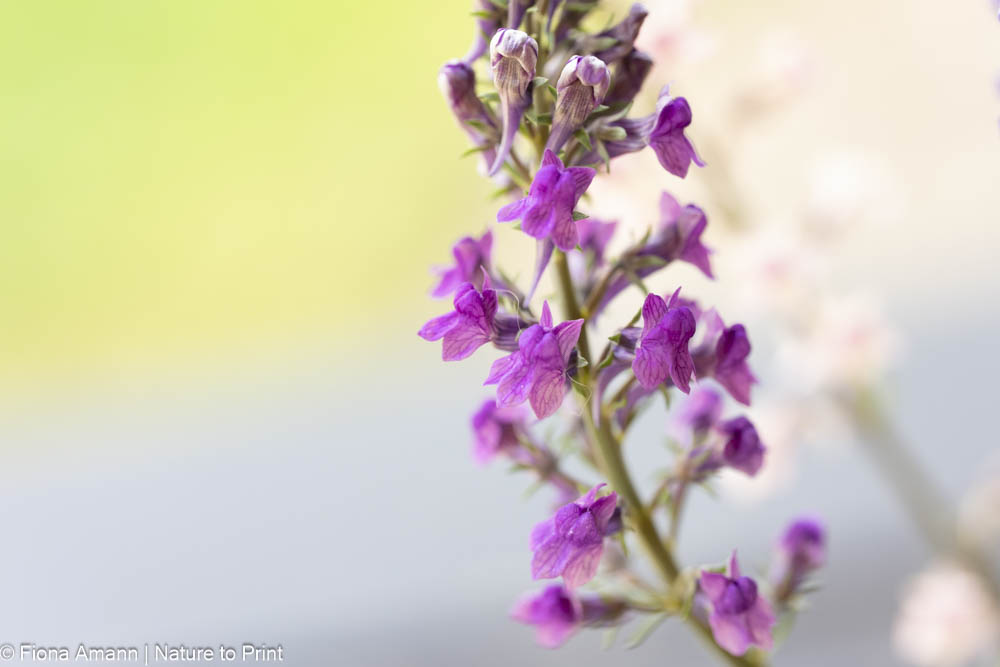 Stauden säen lohnt sich bei der Purpur-Königskerze ganz besonders