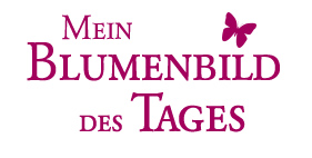 Mein Blumenbild des Tages. Schöne Blumen, Gartentipps & Wissenswertes aus 4 Jahrzehnten Praxis im Blumengarten Mein Blumenbild des Tages. Schöne Blumen, Gartentipps & Wissenswertes aus 4 Jahrzehnten Praxis im Blumengarten.
