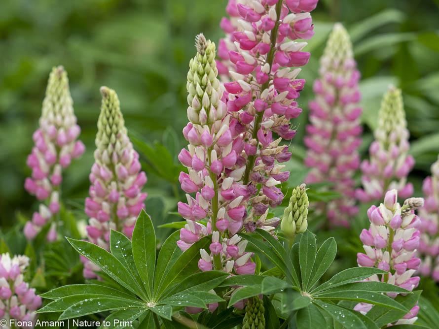 Lupine, Staudenlupine
