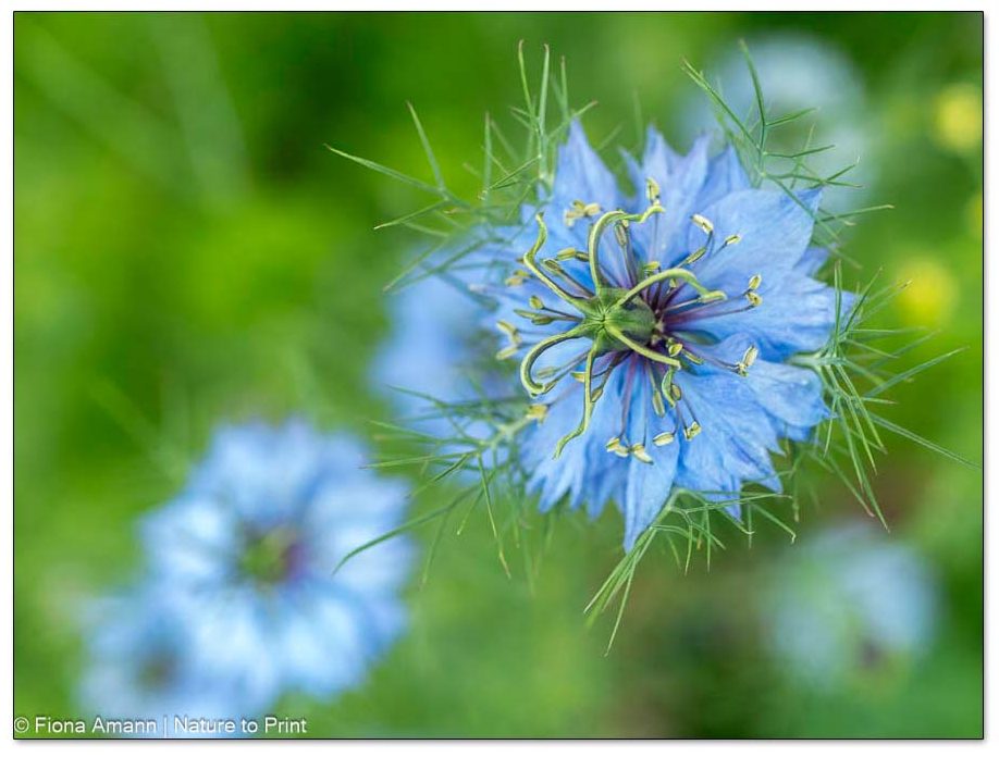 Sommerblume Nigella sät sich auch selber aus