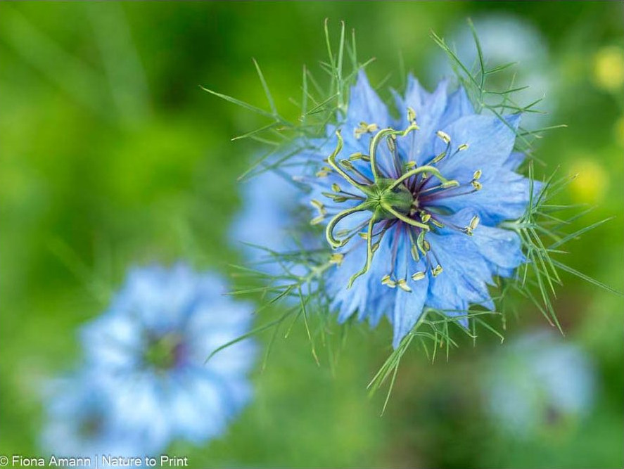 Sommerblume Jungfer im Grünen, Nigella sät sich auch selber aus Sommerblume Nigella sät sich auch selber aus
