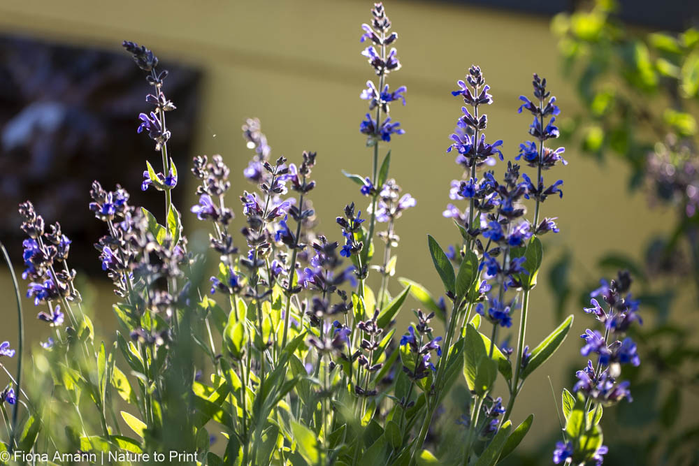 Echter Salbei, Küchensalbei, Salvia officinalis, ganzjährig schöne Zukunftsstauden mit Heilkraft Echter Salbei, Salvia officinalis