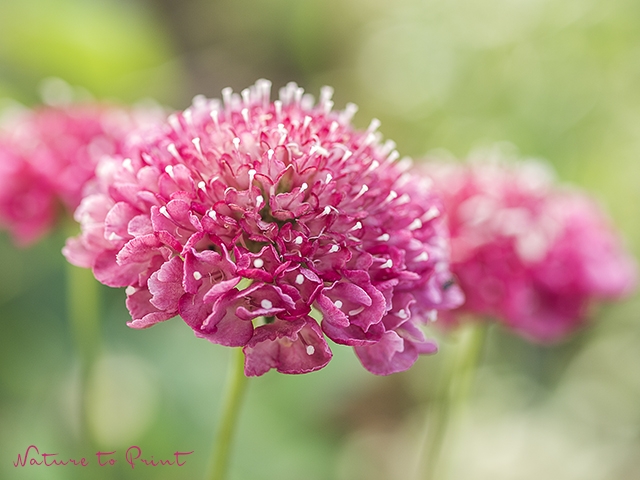 Rosa Skabiose, Knautia, Witwenblume Rosa Skabiose, Knautia, Witwenblume