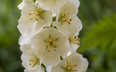 30 klimastarke Zukunftsstauden für den Garten
