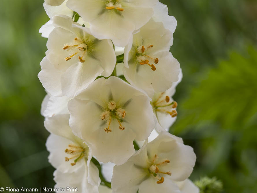 Weiße Purpur-Königskerze, Zukunftsstaude