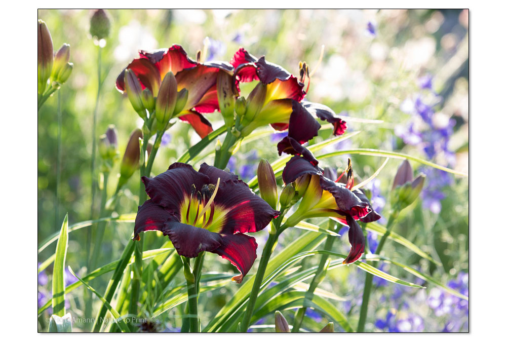 Ein pflegeleichter Vorgarten. 14 Tipps für leichteres Gärtnern.