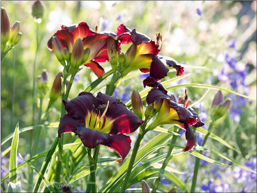 Ein pflegeleichter Vorgarten. 12 Tipps für leichteres Gärtnern. | Weinrote Taglilien