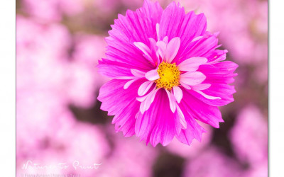 Sommerblumen säen Schritt für Schritt. 12 beste Tipps von der Aussaat bis ins Beet