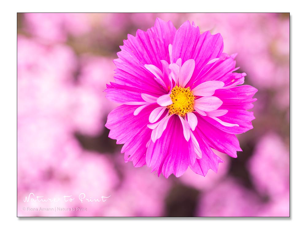 Sommerblumen säen Schritt für Schritt: Cosmea, das Schmuckkörbchen ist selbst gesät