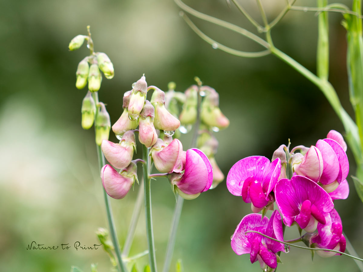 Staudenwicke, Platterbse, Lathyrus latifolius 