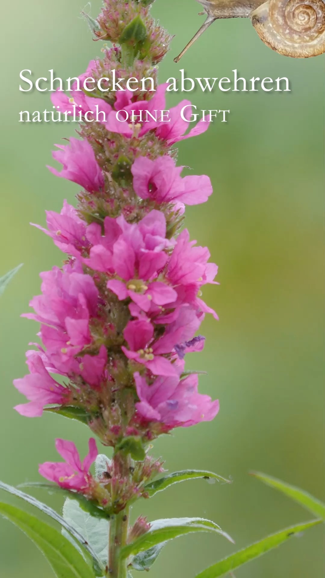 Schnecken abwehren, natürlich ohne Gift

Nicht alle Schnecken schaden! Häuschenschnecken und Tigerschnegel dürfen bleiben. Doch sogar "fiese" Nacktschnecken haben ihre guten Seiten - sie sind Futter für ihre Fressfeinde. Genau darauf sollte man setzen:

* Unterstütze Fressfeinde der Schnecken wie Vögel, Kröten, Spitzmäuse, Käfer und andere Krabbeltiere.
+ Richte den Garten vogelfreundlich ein.
+ Errichte eine Totholzecke für Spitzmäuse, Kröten und Eidechsen
+ Richte den Garten igelfreundlich ein.
+ Verzichte auf Insektizide und Herbizide.

Damit Schnecken nie zur Plage werden bekämpfe Schnecken schon im März mit

+ PH-Nematoden, das sind Fadenwürmer, die nur Nacktschnecken killen.
+ Ökologisches, unbedenkliches Schneckenkorn mit dem Wirkstoff Eisen (III)-phosphat. Es killt nur Nacktschnecken und ist ungiftig für alle anderen Tiere.

Setze schneckenresistente Pflanzen

Es gibt wunderschöne Pflanzen, die Schnecken garantiert nicht fressen. Von Akelei über Storchschnabel bis zur Wucherblume ist alles dabei. Es gibt sogar schneckenresistente Hosta!

Im Blog: eine Liste der schönsten Blumen

Klug Schnecken abwehren
https://www.wo-blumenbilder-wachsen.de/klug-schnecken-abwehren/

Kurz: https://www.insbeet.de/schnecken

#Schnecken #Garten #Schädlinge #Pflanzen #schneckenresistent