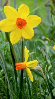 Narzissen pflegen, vermehren und blühfaule Narzissen wieder zum Blühen bringen

+ Standort: Sonnig bis halbschattig.
+ Boden: Durchlässig, ohne Staunässe, jeder normale Gartenboden
+ Düngen Sie sobald das Grün der Blätter im zeitigen Frühling erscheint mit flüssigen Blumendünger.

+ Pflegen nach der Blüte: Blütenstiel an der Basis abschneiden ABER die Blätter so lange stehen lassen, bis sie von alleine welken.

+ Vorsicht: Narzissen sind giftig!

Der austretende Pflanzensaft verursacht Ekzeme auf der Haut und kann, wenn er zu sich genommen wird, zu Durchfall, Erbrechen bis hin zum Kreislaufkollaps führen. Das gilt auch für Vasenwasser. Halten Sie Tiere und Kinder fern!

Im Blog:

Geliebte Narzissen
https://www.wo-blumenbilder-wachsen.de/geliebte-narzissen/

Kurz: https://www.insbeet.de/Narzissenliebe

#lebenmitblumen #gartentipp #gärtnern #blumen #kleingarten #bienenfreundlich #blumenmachenglücklich #pflanzenpflege #frühlingsblumen #gelb #gartenblog #gartenfragen #blumengarten #naturgarten #ziergarten #gartenblogger #omsystemde