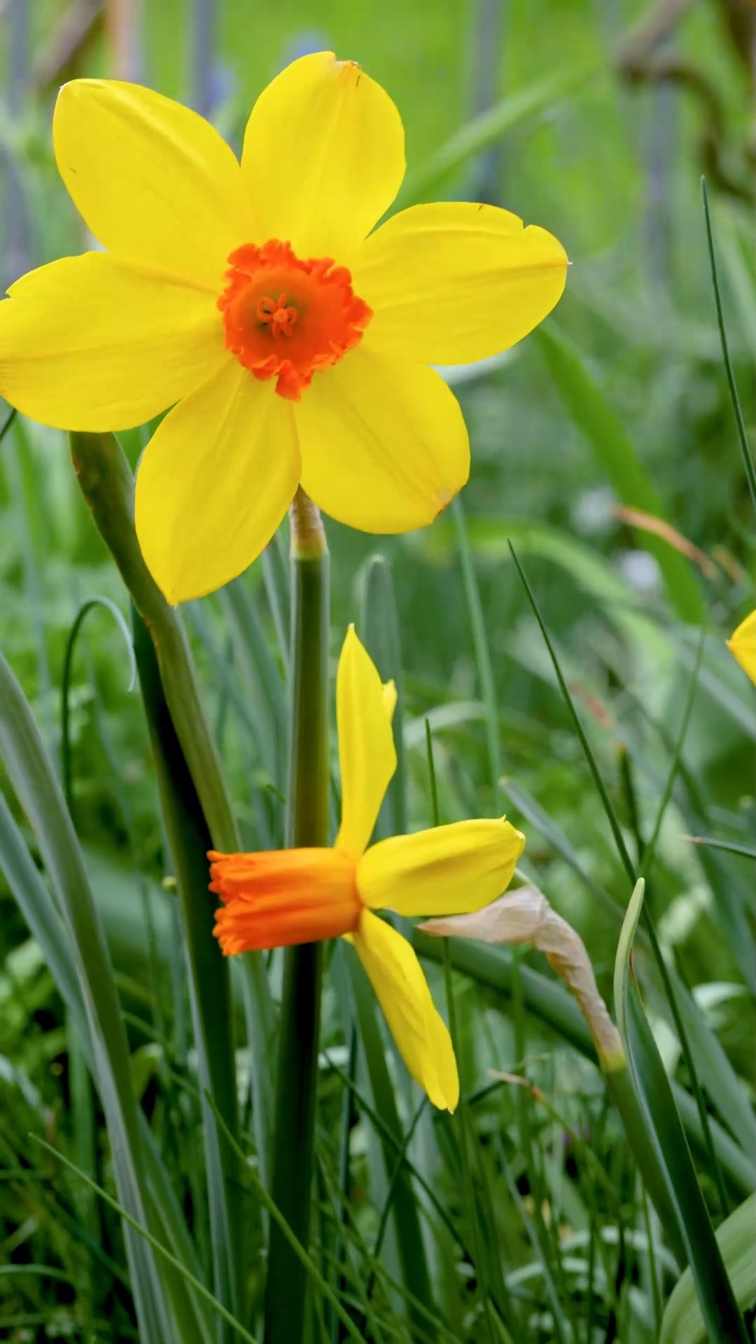 Narzissen pflegen, vermehren und blühfaule Narzissen wieder zum Blühen bringen

+ Standort: Sonnig bis halbschattig.
+ Boden: Durchlässig, ohne Staunässe, jeder normale Gartenboden
+ Düngen Sie sobald das Grün der Blätter im zeitigen Frühling erscheint mit flüssigen Blumendünger.

+ Pflegen nach der Blüte: Blütenstiel an der Basis abschneiden ABER die Blätter so lange stehen lassen, bis sie von alleine welken.

+ Vorsicht: Narzissen sind giftig!

Der austretende Pflanzensaft verursacht Ekzeme auf der Haut und kann, wenn er zu sich genommen wird, zu Durchfall, Erbrechen bis hin zum Kreislaufkollaps führen. Das gilt auch für Vasenwasser. Halten Sie Tiere und Kinder fern!

Im Blog:

Geliebte Narzissen
https://www.wo-blumenbilder-wachsen.de/geliebte-narzissen/

Kurz: https://www.insbeet.de/Narzissenliebe

#lebenmitblumen #gartentipp #gärtnern #blumen #kleingarten #bienenfreundlich #blumenmachenglücklich #pflanzenpflege #frühlingsblumen #gelb #gartenblog #gartenfragen #blumengarten #naturgarten #ziergarten #gartenblogger #omsystemde