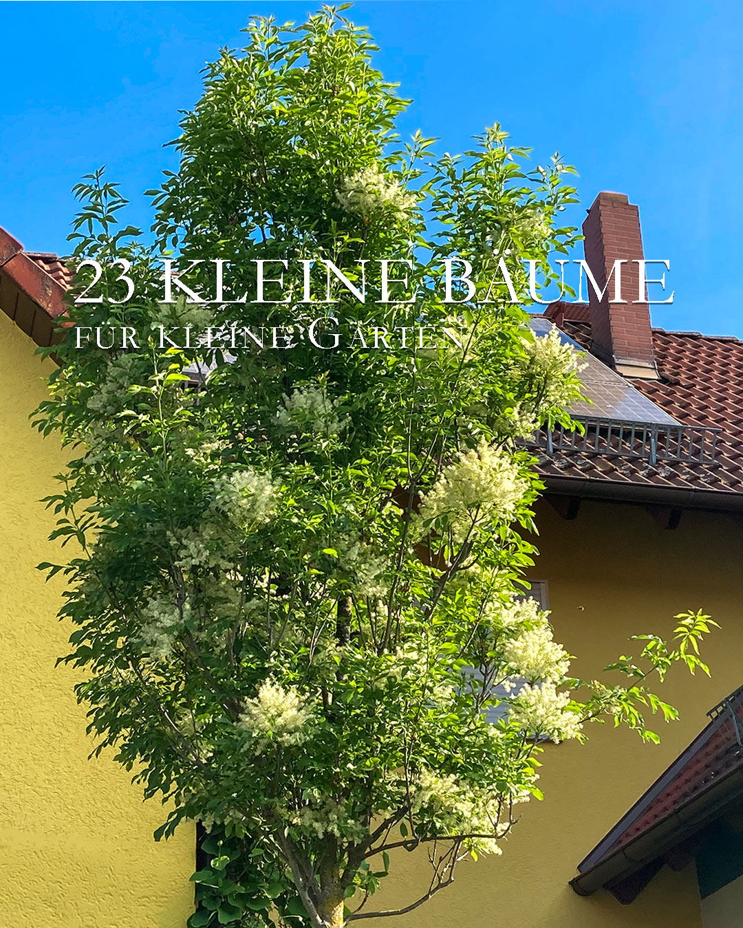 Es ist Pflanzzeit für Bäume, doch welcher Baum passt in einen kleinen Garten? Entscheidend sind:

+ Standort und Platz
+ Fit für den Klimawandel? Verträgt der Baum Hitze und Trockenheit?
+ Wird ein Baum mit kleiner Krone gewünscht, ein Kugelbaum oder ein schmaler Säulenbaum? Für diese Bäume reichen unten herum bereits 1,5 Meter völlig.

Merke: Kein Garten ist zu klein für einen Baum!

Jeder Baum ist gut und nützlich im Kampf gegen den Klimawandel und für den Schutz von Insekten und Vögeln.

Im Blog: 23 kleine Bäume für den kleinen Garten
https://www.wo-blumenbilder-wachsen.de/kleine-baeume-fuer-kleinen-garten/

Kurz: https://www.insbeet.de/Hausbaum 

#bäume #garten #gartenwissen #pflanzen #gartentipps #hausbaum #klimawandel #gartengestaltung #gartenblog #klimaschutz #baum #umwelt #gartenbäume #naturschutz #bienenweide #naturfotografie #klima #farben #meingarten #lebenmitblumen #baumliebe #zukunftsbaum #zukunftsplanze #natur #zukunft #omsystemde