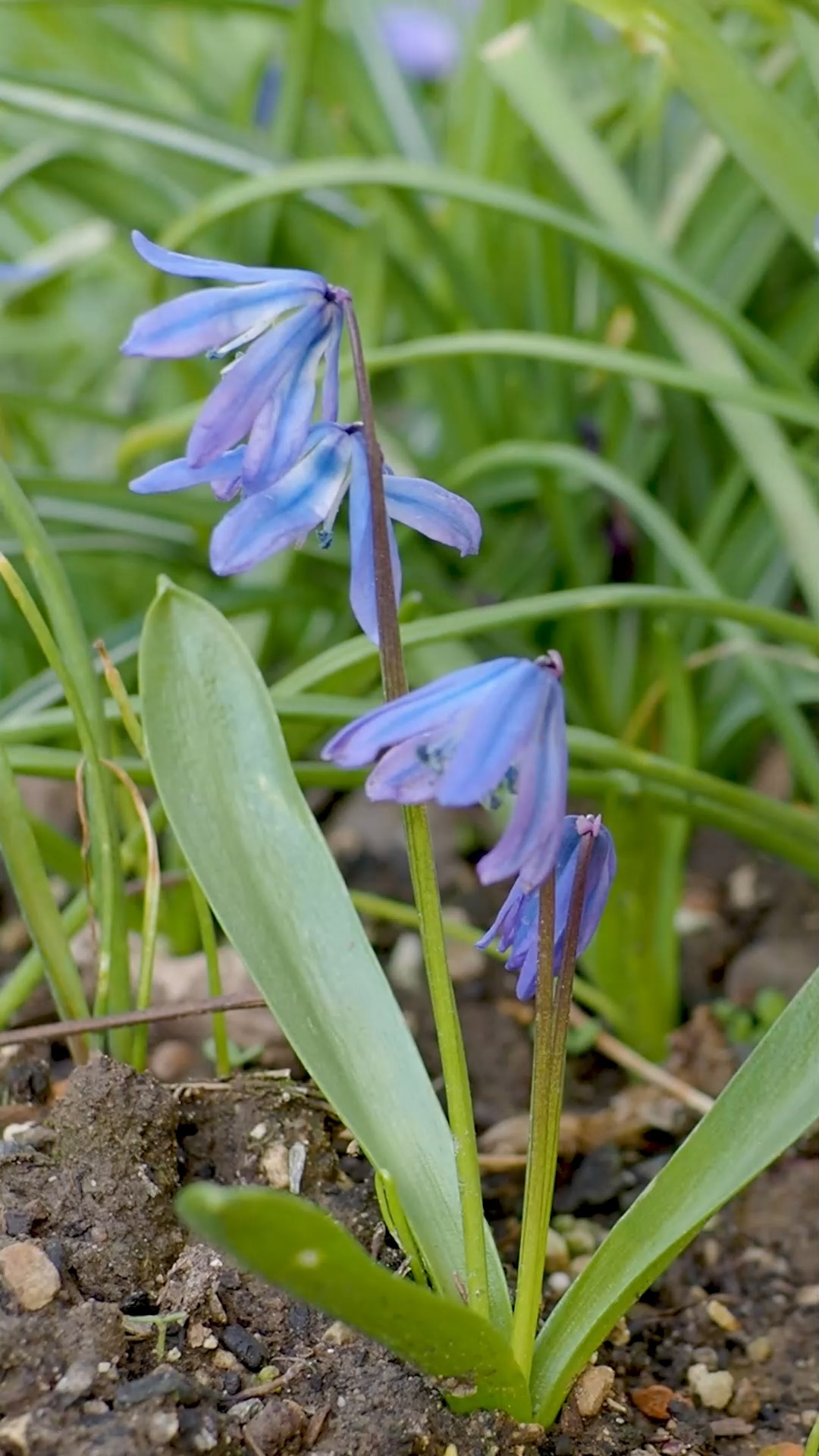 Blausternchen, Scilla, liebreizende Frühblüher zum Verwildern

Blausternchen malen blaue Meere in den Frühlingsgarten. Sie blühen bereits im März und begeistern durch violett-blaue Sternchenblüten und durch Zähigkeit. Der Sibirische Blaustern, Scilla siberica kommt am häufigsten in unseren Gärten vor. Aber auch der Zweiblättrige Blaustern, S. bifolia macht seine Sache exzellent. Seine Blütchen sind kaum 5 mm groß, aber an jedem Stiel sitzen 15 und mehr bezaubernde Blütensterne.

Fühlen sich Scillas am Standort wohl, verwildern sie gerne. Man muss sie nur machen lassen: Warten Sie daher ab, bis das Laub nach der Blüte von allein welkt und sich zurückzieht. Nächstes Jahr überrascht der Frühblüher dann erneut mit einem, vermutlich noch größeren blauen Band aus Sternchenblüten. Große Freude ist gewiss.

Ungeduldige Gartenfreunde setzen im Herbst 400 Zwiebeln auf einen Quadratmeter. Andere warten ab, bis Blausternchen sich von selbst vermehren. Ihre Entscheidung.

Im Blog: Blausternchen, Scilla, liebreizende Frühblüher zum Verwildern
https://www.wo-blumenbilder-wachsen.de/blausterne-scilla-blausternchen/

Kurz: https://www.insbeet.de/Blaustern

#skilla #scilla #frühlingsblumen #blumen #frühlingsboten #blume #naturfotografie #blumenliebe #frühlingserwachen #pflanzenliebe #lebenmitblumen #frühlingsanfang #blausternchen #omsystemde #natur #frühlingsanfang #frühblüher
