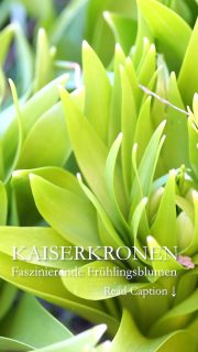 Faszination Kaiserkronen

Kaiserkronen, botanisch Fritillaria imperialis, gehören zur Familie der Liliengewächse. Die imposanten Zwiebelgewächse werden etwa 100 bis 130 cm hoch und blühen zwischen März und Mai. Es gibt Kaiserkronen mit weißen, gelben, orangen und roten Blüten. Über den Glockenblüten sitzt ein grüner Blätterschopf, die Krone, der dieser Fritillaria ihren Namen gegeben hat.

Standort: Volle Sonne bis leichter Halbschatten. Je sonniger, desto besser.

Boden: Guter, nährstoffreicher, tiefgründiger Gartenboden ohne Staunässe.

Pflanzzeit: August bis September. Das Zwiebelgewächs braucht viel Zeit, um noch vor dem Winter gut einzuwurzeln.
Wichtig ist ein spatentiefes Pflanzloch. Damit Staunässe in einem schweren Boden erst gar nicht entstehen kann, fügen Sie etwas Sand oder Splitt unten ins Pflanzloch.

Düngen: Streuen Sie, sobald das erste Blattgrün zu sehen ist, etwas Blumenzwiebeldünger, Tomatendünger oder gießen Sie flüssigen Blumendünger rund um den Austrieb. 
Pflege nach der Blüte: Schneiden Sie nur das Verblühte ab, damit sich keine Samen bilden. Lassen Sie jedoch den Stiel und die unteren Blätter solange stehen, bis sie von alleine welken. Danach können Sie den Rest einfach aus dem Boden ziehen. 

Die Zwiebeln der Kaiserkronen stinken intensiv aber vertreiben sie auch Wühlmäuse? 
Leider nein. Wühlmäuse fressen zwar keine Kaiserkronen, wohl aber alles andere, was drum herum wächst.
Pflanzpartner: Tulpen, Narzissen, Hyazinthen, Traubenhyazinthen, Goldlack, Frühlingsstern, Schneestolz, Puschkinien, Veilchen, Hornveilchen und weitere Frühblüher.

Mehr Infos im Gartenblog 
https://www.wo-blumenbilder-wachsen.de/gigantische-kaiserkronen/

Kurzlink: http://www.insbeet.de/gigantische_kaiserkronen

#Kaiserkrone #zwiebelblumen #frühlingsgarten #blumen #frühlingsblumen #gartentipps #gartenwissen #frühlingsboten #fritillaria #kaiserkronen #omsystemde #lebenmitblumen