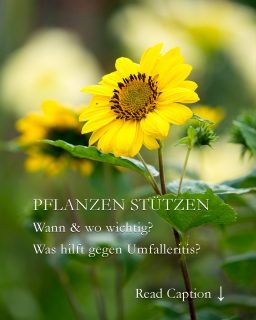 Pflanzen stützen oder nicht ist (k)eine Glaubensfrage, sondern eine Frage des Standorts & des richtigen Düngers, der Wuchshöhe & der Pflanzgemeinschaft.

Nach dem vielen Regen sind viele Stauden, in die Höhe geschossen. Höchste Zeit sie zu stützen, damit sie beim nächsten Windzug nicht kippen. 

+ Welche Stützen sind für welche Pflanzen optimal?
+ Welche Pflanzen kommen gänzlich ohne Stäbe aus? 
+ Welche Stützen sind praktisch und kostenlos? 
+ Wie können Pflanzpartner sich gegenseitig unterstützen?
+ Warum mehr Kalium und weniger Stickstoff?

++ Stauden, die man jetzt besser stützen sollte.

Pflanzen stützen, aber richtig. 5 Tipps
https://www.wo-blumenbilder-wachsen.de/pflanzenstuetzen-aber-richtig/

Kurzlink: https://www.insbeet.de/Pflanzenstuetzen

#pflanzenstützen #stütze #pflanzen #pflanzenliebe #gartenideen #blumen #garten #gartengestaltung #stauden #gartenwissen #gartentipps #gartentipp #gartenglück #gärtnern #gartenliebe #meingarten #pflanzenpflege #gartenzeit #pflanzenfreude #grünerdaumen #gartenpflege #gartenfragen #pflanzenwissen #blumenliebe #blumenbeet #vorgarten #staudengarten #lebenmitblumen