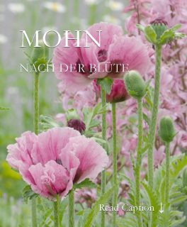 Mohn nach der Blüte. Was tun?

Es lohnt sich Mohn nach der Blüte zu pflegen. Manche Mohne blühen wochenlang, andere verschwinden für Monate. Lernen Sie Ihren Mohn besser kennen.

Welchen Mohn sollte man schneiden, wie und warum?

+ Staudenmohn wird nach der Blüte bodentief abgeschnitten, damit die Kraft in die Pflanze geht und nicht in die Samenkapseln.
+ Armenischer Mohn und Islandmohn bleiben ein Dauerblüher, wenn Verblühtes laufend abgeschnitten wird.
+ Kalifornischer Goldmohn blüht bis zum Spätherbst, wenn man ihn regelmäßig ausputzt.
+ Klatschmohn blüht länger, wenn Verblühtes zeitnah abgeschnitten wird.

++ Mohn, der versamen soll, muss so lange stehen bleiben, bis die Mohnkapseln vollkommen trocken sind und der Samen hörbar raschelt. Nur reifer Samen ist keimfähig.

Im Blog: Mohn nach der Blüte. Wie schneiden, säen und pflegen?
https://www.wo-blumenbilder-wachsen.de/mohn-nach-der-bluete-schneiden/

Kurzlink: https://www.insbeet.de/Mohn_danach

#mohn #mohnblume #klatschmohn #poppies #blüten #gartentipp #pflanzenliebe #naturgarten #gartentipps #gärtnern #stauden #gartentipps #ziergarten #blütentraum #poppy #bienenweide #insekten #blumenbeet #blumengarten #blumenliebe #gartenfragen #meingarten #pflanzenwissen #saatgut #lebenmitblumen #blumenmachenglücklich #sommerblumen #gartenwissen #gartenblogger
