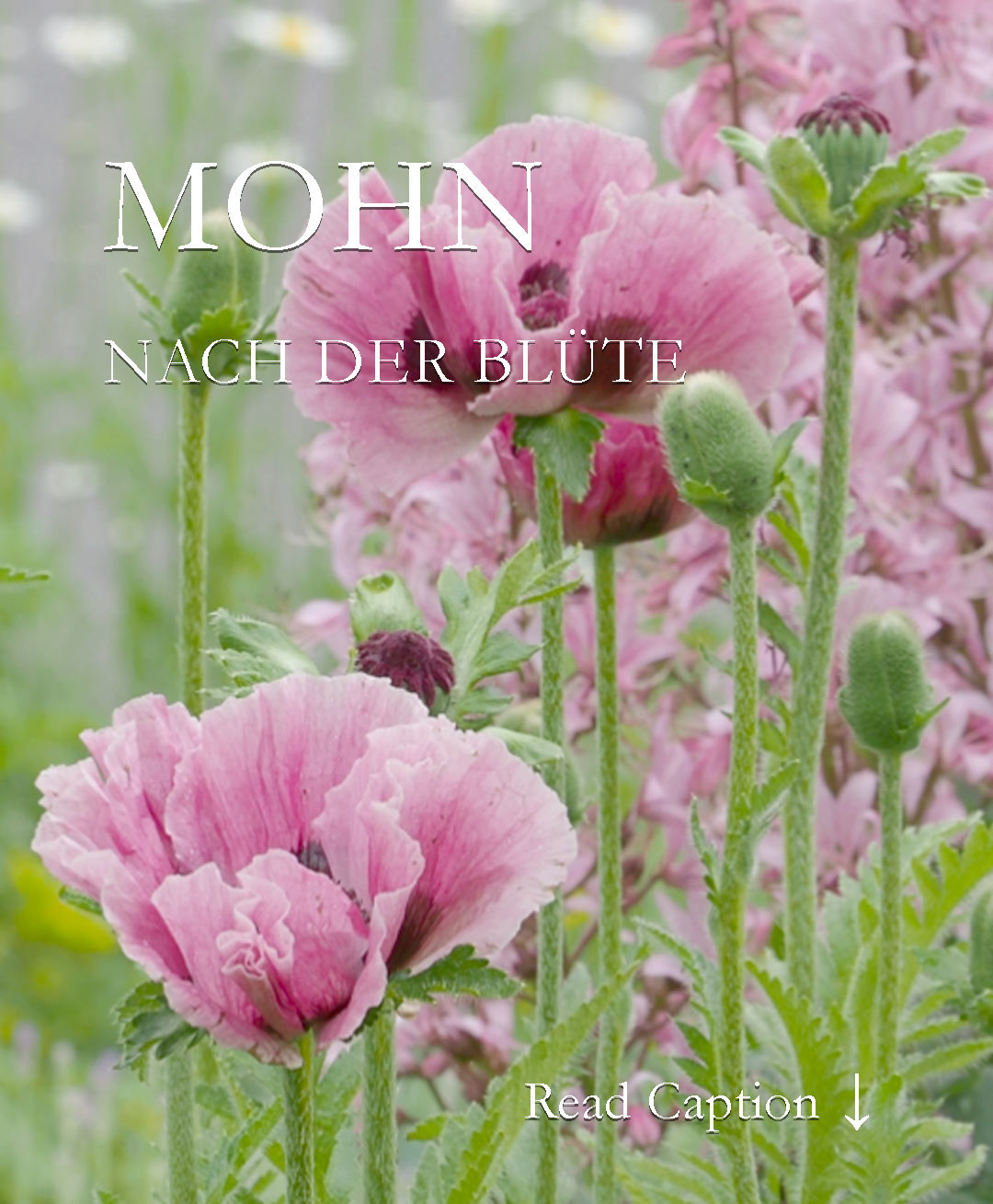 Mohn nach der Blüte. Was tun?

Es lohnt sich Mohn nach der Blüte zu pflegen. Manche Mohne blühen wochenlang, andere verschwinden für Monate. Lernen Sie Ihren Mohn besser kennen.

Welchen Mohn sollte man schneiden, wie und warum?

+ Staudenmohn wird nach der Blüte bodentief abgeschnitten, damit die Kraft in die Pflanze geht und nicht in die Samenkapseln.
+ Armenischer Mohn und Islandmohn bleiben ein Dauerblüher, wenn Verblühtes laufend abgeschnitten wird.
+ Kalifornischer Goldmohn blüht bis zum Spätherbst, wenn man ihn regelmäßig ausputzt.
+ Klatschmohn blüht länger, wenn Verblühtes zeitnah abgeschnitten wird.

++ Mohn, der versamen soll, muss so lange stehen bleiben, bis die Mohnkapseln vollkommen trocken sind und der Samen hörbar raschelt. Nur reifer Samen ist keimfähig.

Im Blog: Mohn nach der Blüte. Wie schneiden, säen und pflegen?
https://www.wo-blumenbilder-wachsen.de/mohn-nach-der-bluete-schneiden/

Kurzlink: https://www.insbeet.de/Mohn_danach

#mohn #mohnblume #klatschmohn #poppies #blüten #gartentipp #pflanzenliebe #naturgarten #gartentipps #gärtnern #stauden #gartentipps #ziergarten #blütentraum #poppy #bienenweide #insekten #blumenbeet #blumengarten #blumenliebe #gartenfragen #meingarten #pflanzenwissen #saatgut #lebenmitblumen #blumenmachenglücklich #sommerblumen #gartenwissen #gartenblogger