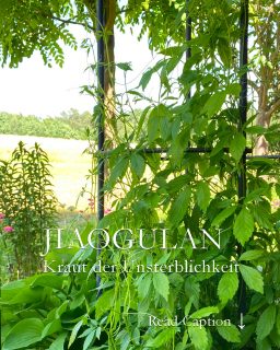 Superstaude Kraut der Unsterblichkeit, Jiaogulan ist eine Staude für Beet und Balkon.

+ Es kann klettern, hängen und den Boden dicht bedecken.

+ Die Pflanze ist mehrjährig und kommt jedes Jahr zuverlässig wieder.
+ Sie braucht dafür nur leichten Winterschutz. 
+ Bietet absoluten Sichtschutz.

+ Standort: Schatten oder absonnig, Abend- oder Morgensonne wird vertragen.
+ Normaler Gartenboden oder Pflanzerde, Kübelpflanzensubstrat
+ Düngen: 1 x Austrieb, 1 x Mitte Juni mit Stauden- oder Langzeitdünger

+ Das Heilkraut wird in der TCM vielseitig eingesetzt. 
+ Es soll Blutzucker, Cholesterin und Blutfettwerte senken. 
+ In China sagt man, es verleiht ein langes Leben. 

Mein Jiaogulan wächst schon seit sehr vielen Jahren in einem halben Weinfass auf der Nordterrasse.

Im Blog: Tipps zur Pflege, Besonderheiten und viele Bilder 
https://www.wo-blumenbilder-wachsen.de/jiaogulan-kraut-der-unsterblichkeit/

https://www.insbeet.de/Jiaogulan

#jiaogulan #krautderunsterblichkeit #ginseng #kräuter #tee #wellness #immunsystem #teatime #natürlich #gesund #frauenginseng #tcm #traditionellechinesischemedizin #cupoftea #cleaneating #herbaltea #staude #topfgarten #balkon