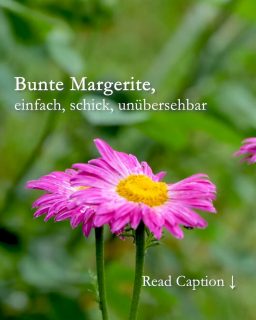 Bunte Margerite
einfach, schick, unübersehbar

Bunte Margeriten wirken verspielt wie ihre weißen Schwestern, die im Frühsommer auf vielen Magerwiesen blühen - nur eben in Bunt. Sie tragen rosa, rote oder pinke Blüten, mit denen man auch Er-liebt-mich-er-liebt-mich-nicht spielen könnte.

Besonderheit: Bunte Margerite sind leider nicht treu. Sie will oft geteilt werden und fügt sich dann nahtlos ein in wechselnde Gemeinschaften im Staudenbeet: Sie passt prima zwischen Wieseniris, Taglilien, späten Astern oder neben Storchschnäbeln.

+ Blütezeit: Mai / Juni bis Juli
+ Wuchshöhe: 90 cm
+ Standort: sonnig, aber ohne pralle Mittagssonne
+ Boden: durchlässig, neutral, nahrhaft, feucht.
+ Düngen: 1 x bei Austrieb, 1 x Mitte Juni mit Staudendünger. KEIN BLAUKORN!

++ Pflege: gießen bei Trockenheit. Der Boden sollte im Sommer nicht völlig austrocknen.
++ Regelmäßig ausputzen fördert lange Blütezeit.
++ Rückschnitt + Düngung nach dem 1. Flor fördert eine zweite Blüte im Sommer.

+++ Staude nach 2-3 Jahren teilen und neu setzen!
+++ Bunte Margeriten sind wichtige Bienenweiden

Im Blog: Bunte Margeriten, pflegeleichte Stauden mit Fernwirkung
https://www.wo-blumenbilder-wachsen.de/bunte-margeriten-fernwirkung/

Kurz: https://www.insbeet.de/Bunte_Margerite

#staudengarten #stauden #staudenbeet #meinschönergarten #pflanzenliebe #gartentipps #lebenmitblumen #naturgarten #gartenblogger #pflanzentipp #bienen #pflanzen #gartenideen #blumenbeet #gartenpflanzen #insektenfreundlich #bienenfreundlich #gartenwissen #lumix
