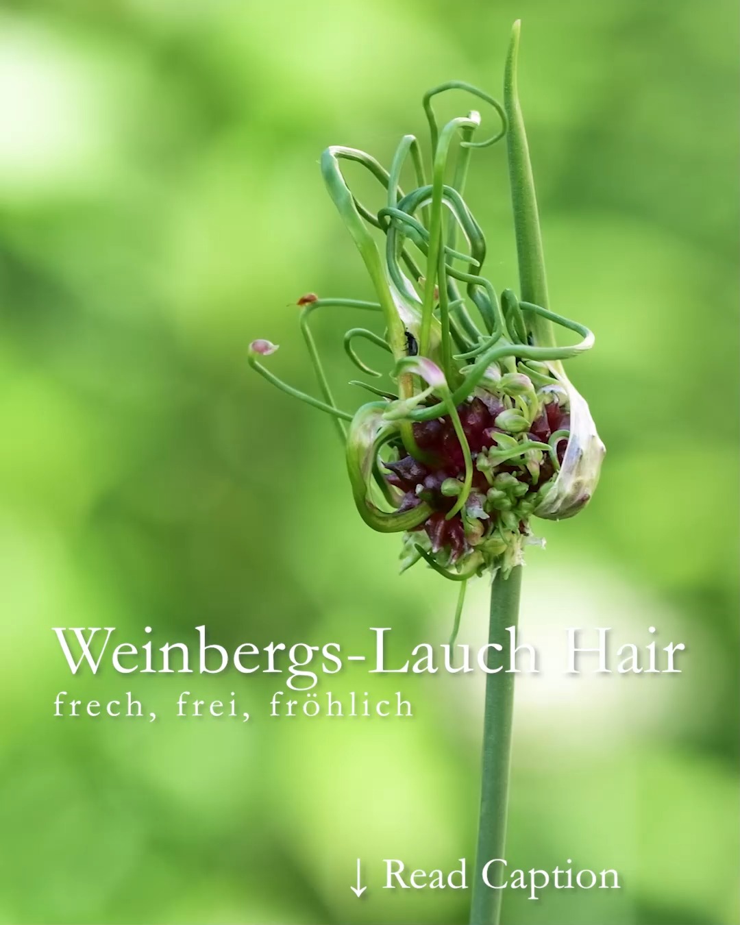 Weinbergs-Lauch Hair
heimische Wildpflanze, bizarr & essbar

Weinbergs-Lauch 'Hair' bot. Allium vineale 'Hair' ist der Punk unter den Lauchgewächsen. Einmal im Garten verwildert er gerne und erscheint plötzlich überall zwischen den Stauden. Wer ihn nicht kennt wähnt gar einen seltsamen Mutanten, aber nein. Hair muss so sein!

Auf der runden grün-purpur Blüte sprießen grüne "Haare" in alle Richtungen. Struwelpeter lässt grüßen.

Blüte: Juni bis August
Wuchshöhe: 70 - 100 cm
Pflanzzeit: September bis November
Standort: sonnig bis halbschattig
Boden: jeder Gartenboden ohne Staunässe, nährstoffreich von sandig bis lehmig
Herkunft: Weinbergs-Lauch Allium vineale ist eine heimische Wildpflanze

Weinbergs-Lauch braucht keinerlei Pflege. Lässt man ihn gewähren, verbreitet er sich durch Bulbillen (Brutzwiebeln) am Schopf und Tochterzwiebeln (unterirdisch).

Pflanzpartner?
Hair sucht sich seine Gesellschaft am liebsten selber aus.

Pflanzen Sie ihn mit etwas Abstand zwischen Stauden oder Sommerblumen, damit er sich frei und ungezwungen bewegen kann.

Ist Weinbergs-Lauch Hair bienenfreundlich?
Ja, Hair nährt Wildbienen und Schmetterlinge mit Pollen und Nektar.

Ist Weinbergs-Lauch essbar?
Ja, die Bulbillen schmecken nach Knoblauch, lauchartig, frisch. Sie toppen Salate, Butterbrote oder Suppen und Eintöpfe.

Im Blog: Weinbergs-Lauch Hair, bizarr, heimisch, nützlich
https://www.wo-blumenbilder-wachsen.de/weinbergs-lauch-allium-hair/

Kurz: https://www.insbeet.de/hair

#allium #zierlauch #naturgarten #zwiebelblume #gartenwissen #gartentipps #heimisch #lumixphotography #lebenmitblumen